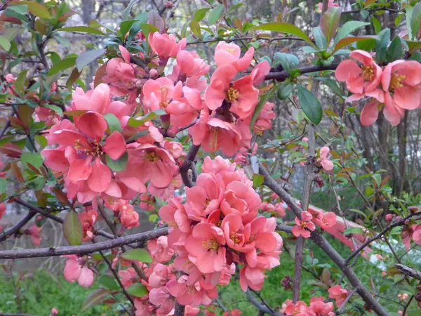 ブロッサムのピンクのツリーの分岐の詳細 — ストック写真