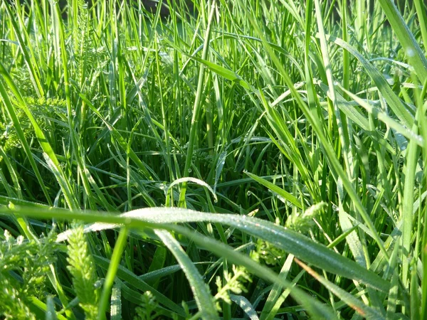 Detalhe de um gras verde com orvalho de manhã — Fotografia de Stock