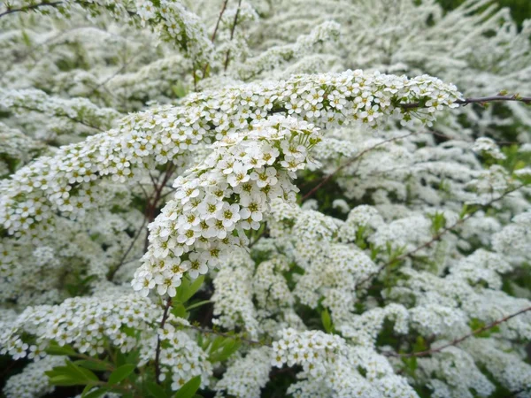 Detail of tiny white flowers in blossom — Stock Photo, Image