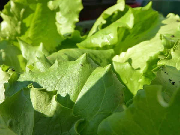 Fresh green leaves of lettuce — Stock Photo, Image