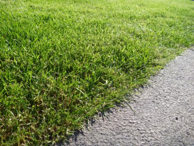 gri beton kenarlıklı yeşil çimen