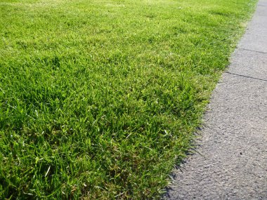 gri beton kenarlıklı yeşil çimen