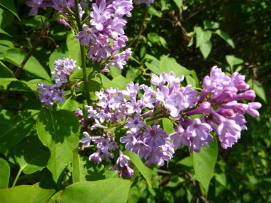 menekşe leylak çiçeği bahar