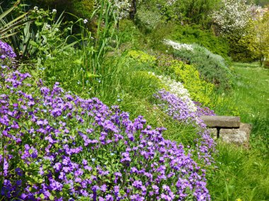 menekşe leylak çiçeği bahar