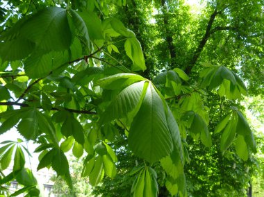 parlak bahar ışık kestane ağacının yaprakları