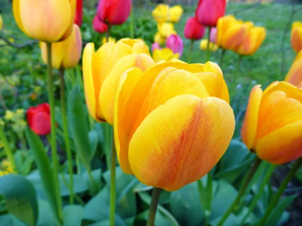 Detalj od en gula blommande tupil — Stockfoto