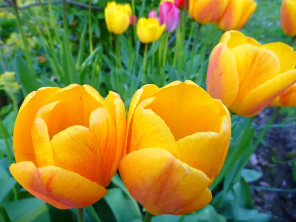 Detalj od en gula blommande tupil — Stockfoto