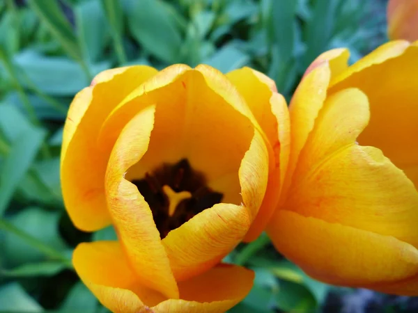 Detalj od en gula blommande tupil — Stockfoto