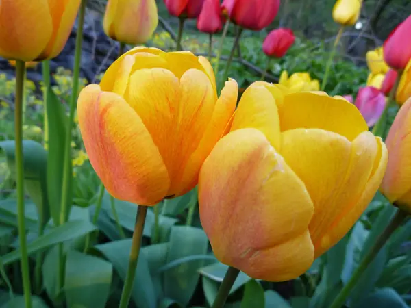 Detalj od en gula blommande tupil — Stockfoto