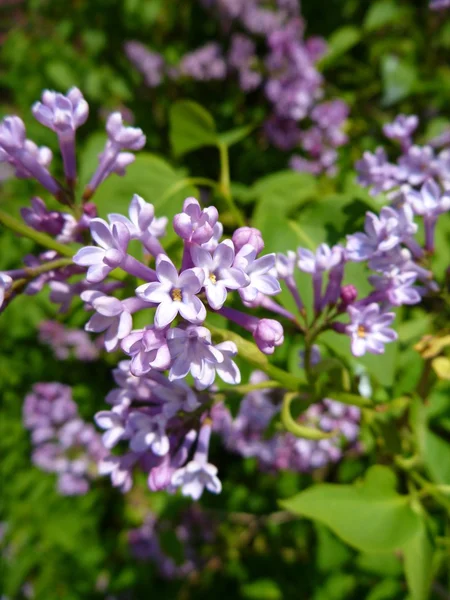 Lilla viola in fiore in primavera — Foto Stock