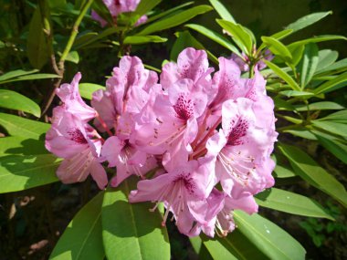 pembe çiçek açması ormangülü bahar