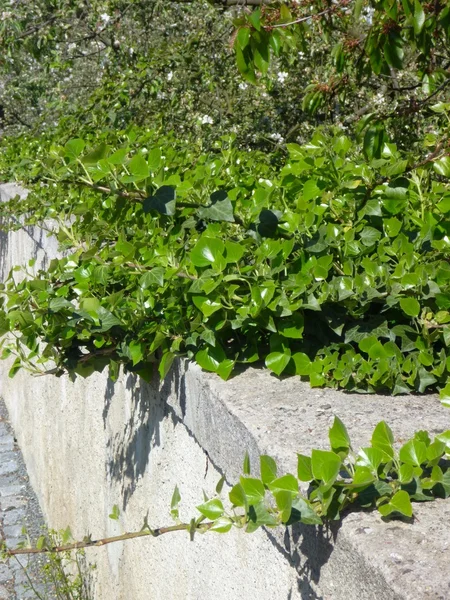 Grön murgröna blad på en gammal vägg — Stockfoto