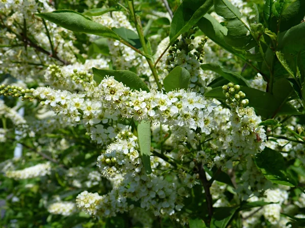 Winzige weiße Blüten an einem blühenden Strauch — Stockfoto