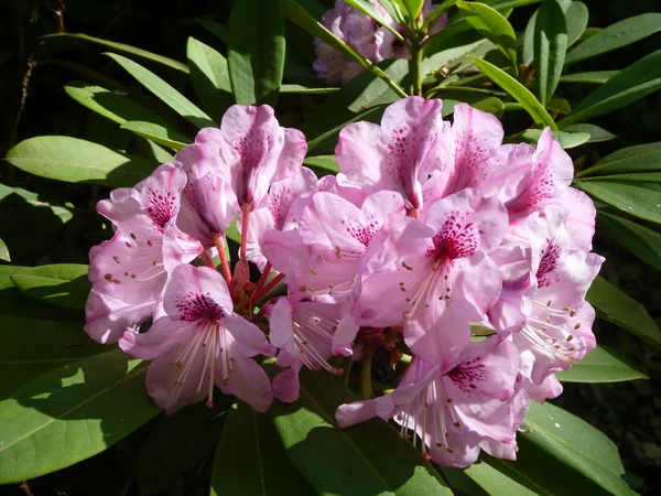 분홍색 꽃이 만발한 진달래 봄 — 스톡 사진