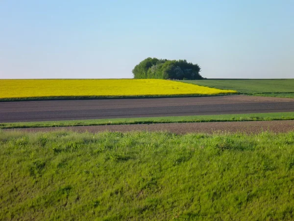 Krajobraz z zielonych pól — Zdjęcie stockowe