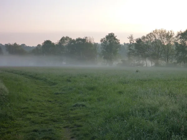 Mlhavé ráno v trávě Plakánek — Stock fotografie