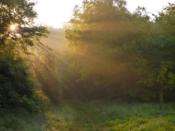 Rys mágicos de luz en un bosque al amanecer —  Fotos de Stock