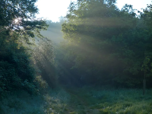 Rys mágicos de luz en un bosque al amanecer —  Fotos de Stock