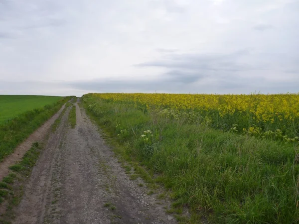 Estrada de terra nos campos verde e amarelo — Fotografia de Stock