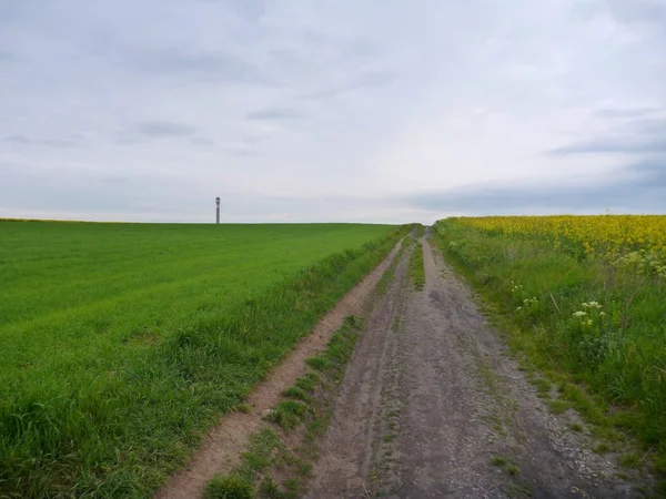 Feldweg in den grünen und gelben Feldern — Stockfoto