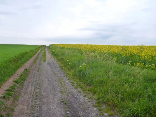 Estrada de terra nos campos verde e amarelo — Fotografia de Stock