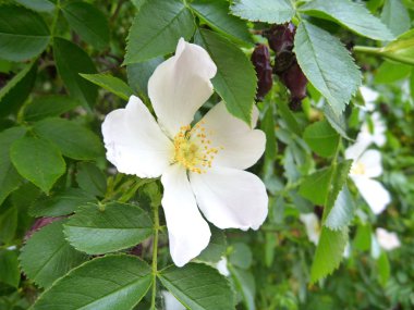 yeşil yaprakları ile beyaz çiçek açması Kuşburnu