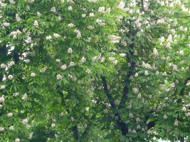 çiçeği güzel kestane ağacı