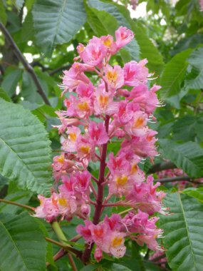 çiçeği güzel kestane ağacı