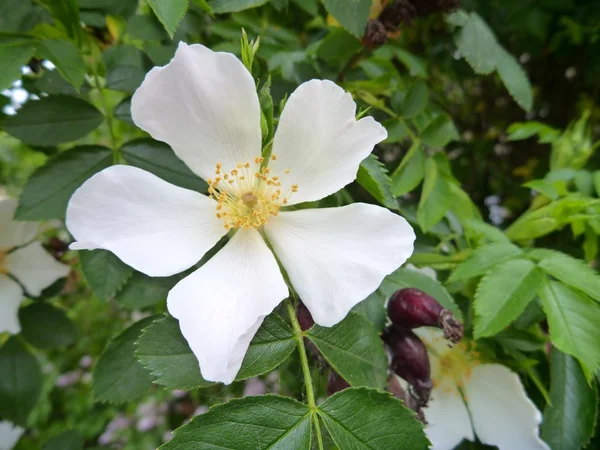 Rosa mosqueta blanca en flor con hojas verdes —  Fotos de Stock