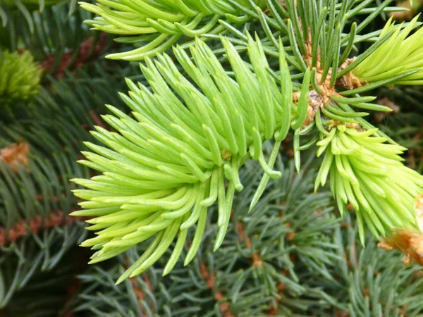 Fresh green young spruce branch — Stock Photo, Image
