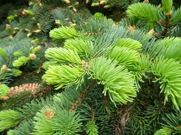 Fresh green young spruce branch — Stock Photo, Image