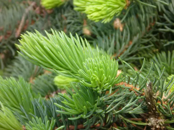 Fresh green young spruce branch — Stock Photo, Image