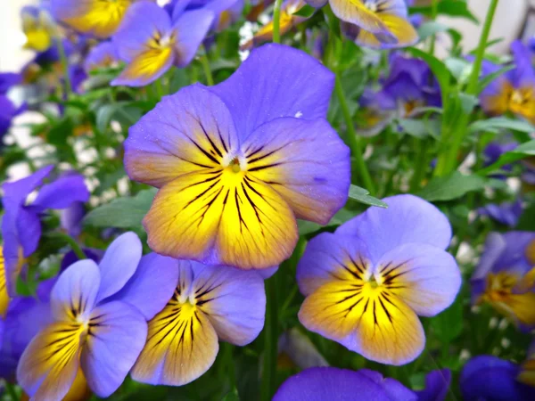 Flori galbene și violete pansy — Fotografie, imagine de stoc