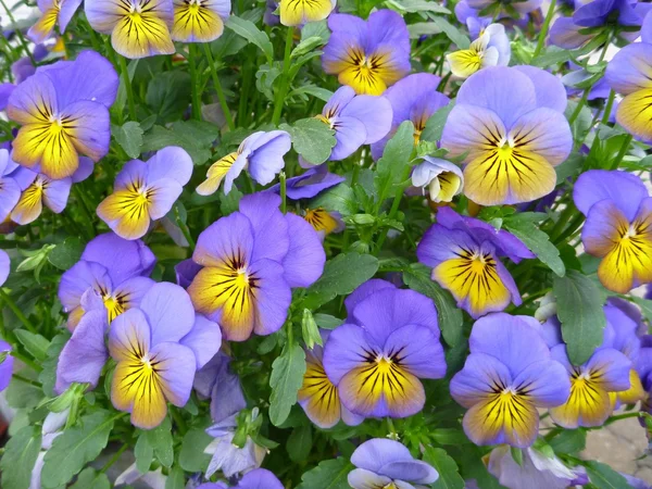 Yellow and violet pansy flowers — Stock Photo, Image