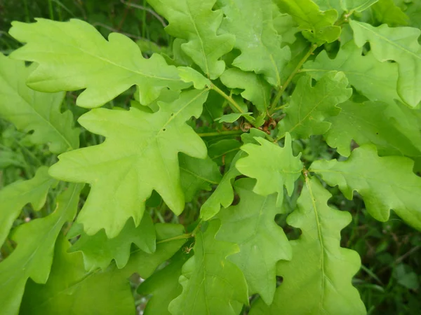 Detalhe de folhas de carvalho verde jovens — Fotografia de Stock
