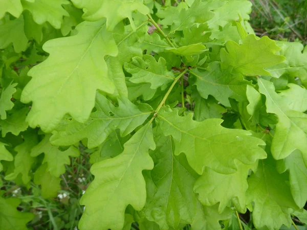 Dettaglio di giovani foglie di quercia verde — Foto Stock