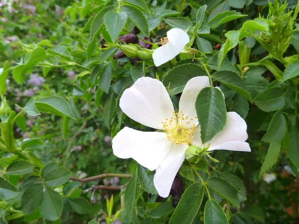 녹색 나뭇잎과 흰색 꽃이 만발한 로즈 힙 — 스톡 사진