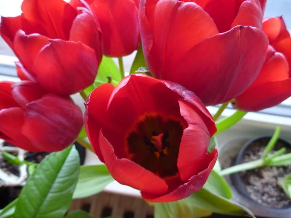 Tulipas vermelhas frescas em flor — Fotografia de Stock