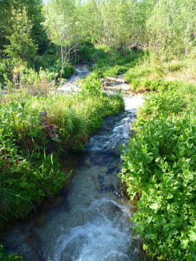temiz dağ dere derin bitki örtüsü