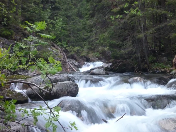 Magnifique ruisseau de montagne propre qui coule sur les rochers — Photo