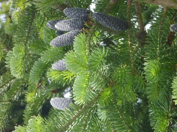 Fresco verde abeto ramos wirh cones marrons — Fotografia de Stock