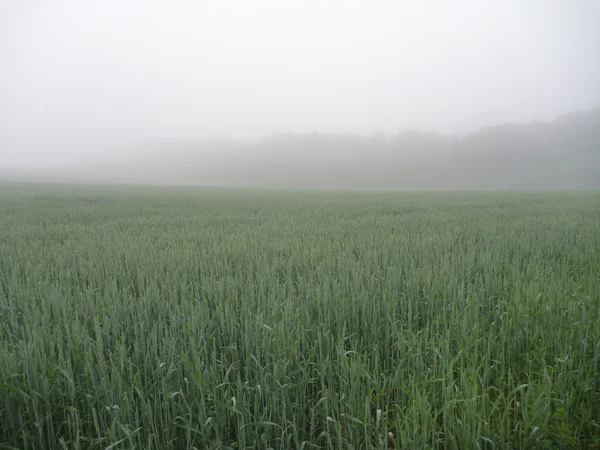 Misty morning on a green field — Stock Photo, Image