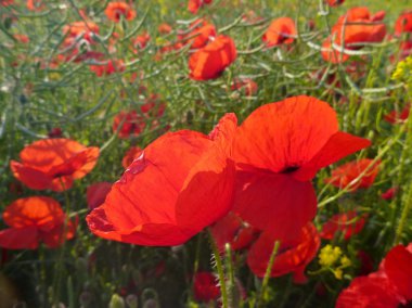 güzel kırmızı haşhaş çiçeği içinde