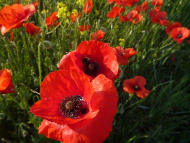 güzel kırmızı haşhaş çiçeği içinde