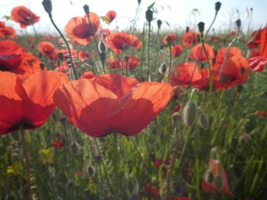güzel kırmızı haşhaş çiçeği içinde