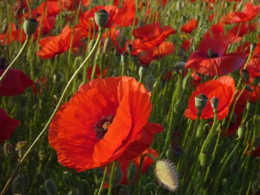 güzel kırmızı haşhaş çiçeği içinde