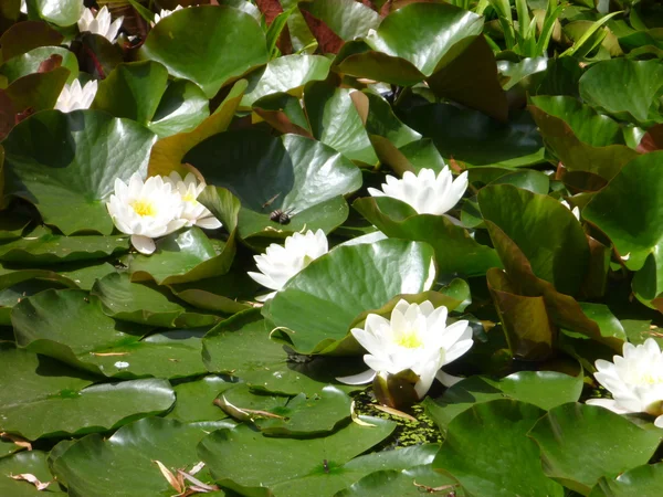 漂浮在池塘上的白色睡莲 — 图库照片