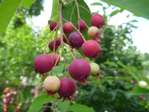 Красные ягоды рапса на сервировочном дереве — стоковое фото