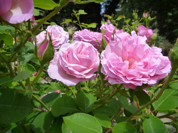 Vacker rosa blosomming rosa träd — Stockfoto