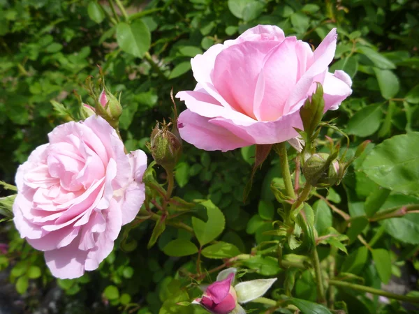 Bellissimo rosa fiorente albero di rose — Foto Stock
